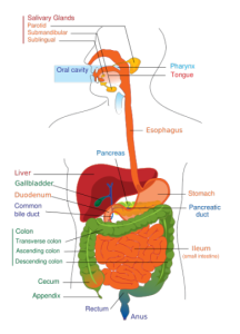 433px-Digestive_system_diagram_edit.svg_